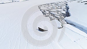 Weddell seal rest antarctica snow aerial view