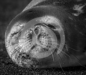 Weddell seal resting on an antartica beach,