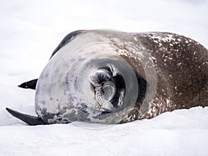 Weddell seal resting in snow, Mikkelsen Harbour, Trinity Island, Antarctic Peninsula, Antarctica