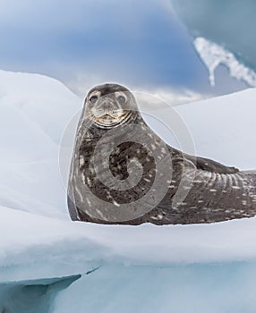 Weddell seal rests on ice pack in Antarctica