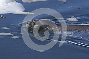 Weddell seal sailing among ice floes