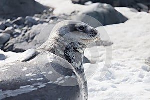 Weddell Seal rests on the snow in the Antarctic continent. Half Moon island, Antarctica