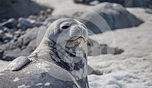 Weddell Seal rests on the snow in the Antarctic continent. Half Moon island, Antarctica