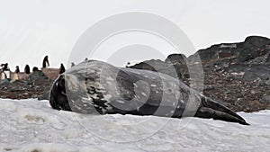 Weddell seal sleeping