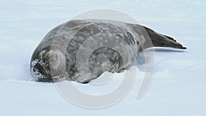 Weddell seal sleeping on ice of strait between the small islands in the Antarctic