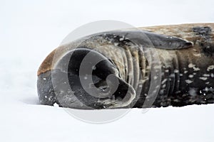 Weddell seal in the snow on Detaille Island, Antarctica