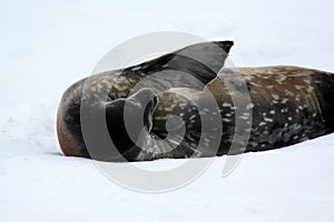 Weddell seal in the snow on Detaille Island, Antarctica, Antarctic Peninsula