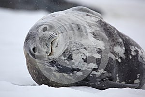 Weddell seal in snowy weather, Antarctica