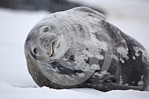 Weddell seal in snowy weather, Antarctica photo