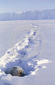 Weddell Seal sunbathing