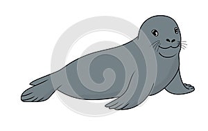 Weddell Seal vector illustration.Seal vector stock image photo