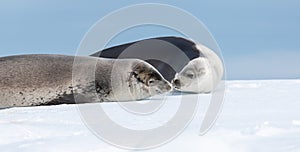 Weddell Seals in love in Antarctica.