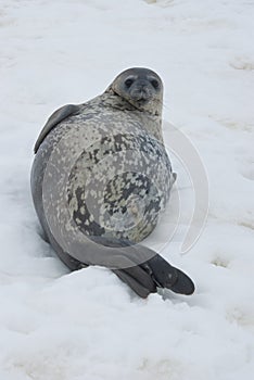 Weddell seals resting on the ice.