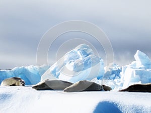 Weddell Seals sunbathing