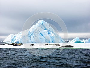 Weddell Seals sunbathing