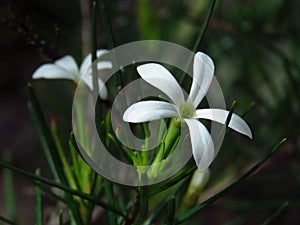 Wedding-bush flower