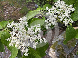 The Wedding cake tree Cornus controversa, syn. Swida controversa, Variegated table dogwood, Pagoden-Hartriegel photo