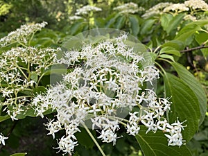 The Wedding cake tree Cornus controversa, syn. Swida controversa, Variegated table dogwood, Pagoden-Hartriegel photo