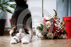 Wedding cat on a wooden floor with a wedding flowers