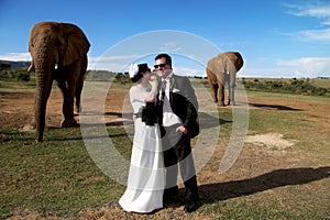 Wedding Couple and African elephant shoot