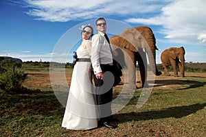 Wedding Couple and African elephant shoot