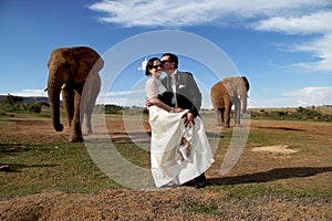 Wedding Couple and African elephant shoot