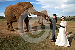 Wedding Couple and African elephant shoot