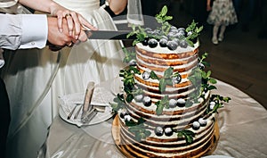 Wedding couple is cutting modern rustic cake. Open sponge dessert with mint leaves and fresh fruit grapes on top. Boho style