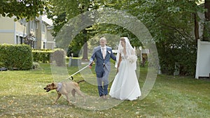 Wedding couple walking with nice dog on green grass and then kiss one another