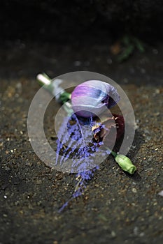 Wedding Decoration White and purple Flower, Fairytales with Nightsky stars outdoors