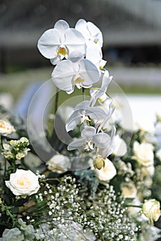 Wedding Decoration White and purple Flower, Fairytales with Nightsky stars outdoors