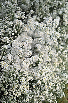 Wedding Decoration White and purple Flower, Fairytales with Nightsky stars outdoors.