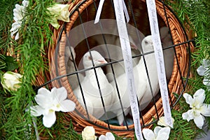 wedding doves bring fly and bring peace