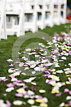Wedding flower petals