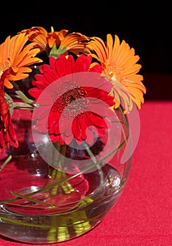 Wedding gerbera