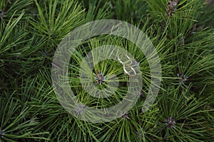 The wedding golden rings on a pine