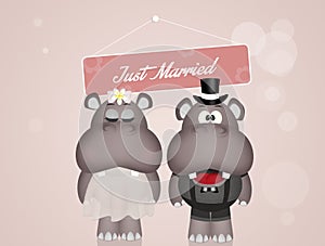 Wedding of hippos