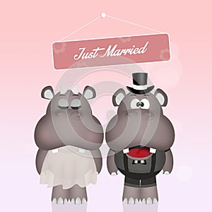 Wedding of hippos