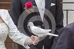 Wedding Impressions with white dove