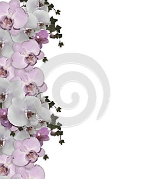 Wedding invitation Border orchids ivy