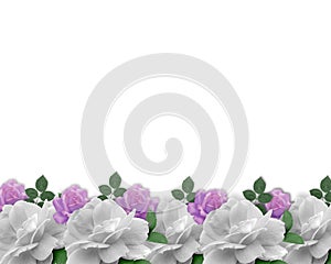 Wedding Invitation Border White Roses