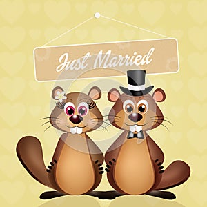 Wedding of marmots