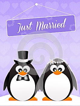 Wedding of penguins