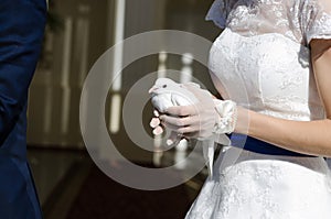 Wedding pigeons in hands