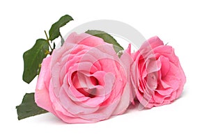 Wedding pink roses