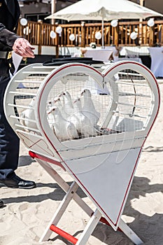 wedding releasing white doves on a sunny day in a cage