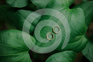 wedding ring as a symbol of the unification of nature