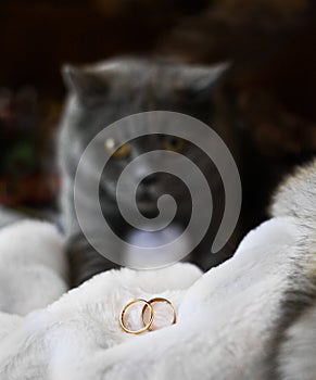 WEdding ring as wedding symbol and British Shorthair Cat