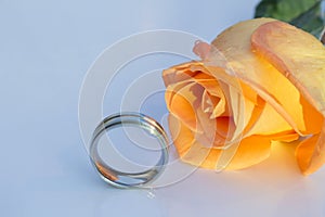 Wedding ring chromed and orange rose, under light dramatic, on white background