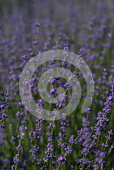 Wedding ring on lavender
